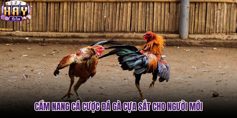 cam-nang-ca-cuoc-da-ga-cua-sat-cho-nguoi-moi