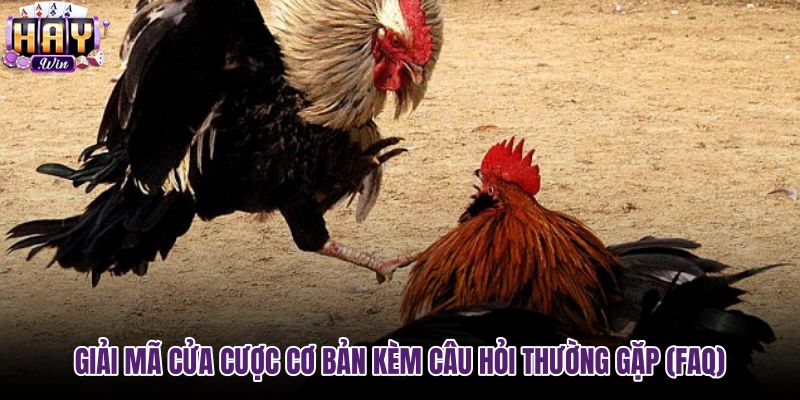Giải đáp thắc mắc phổ biến khi chơi đá gà Haywin
