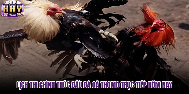 lich-thi-chinh-thuc-dau-da-ga-thomo-truc-tiep-hom-nay