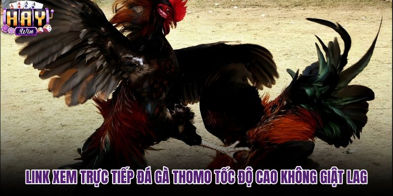 link-xem-truc-tiep-da-ga-thomo-toc-do-cao-khong-giat-lag