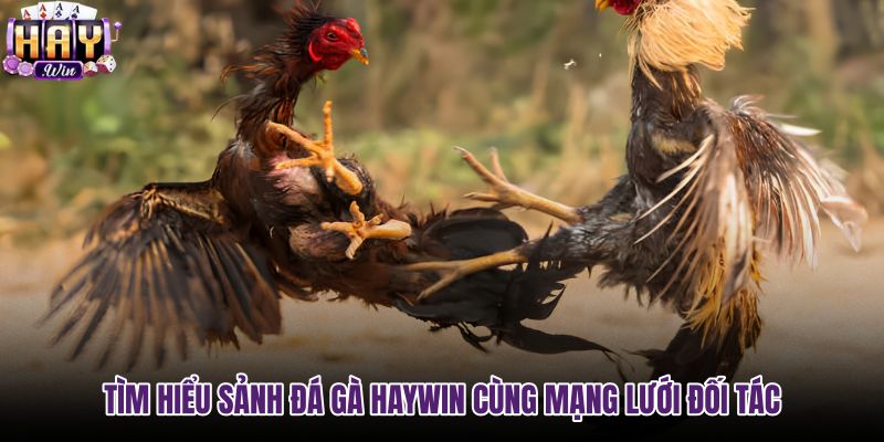 Mạng lưới đối tác chiến lược của sảnh đá gà Haywin