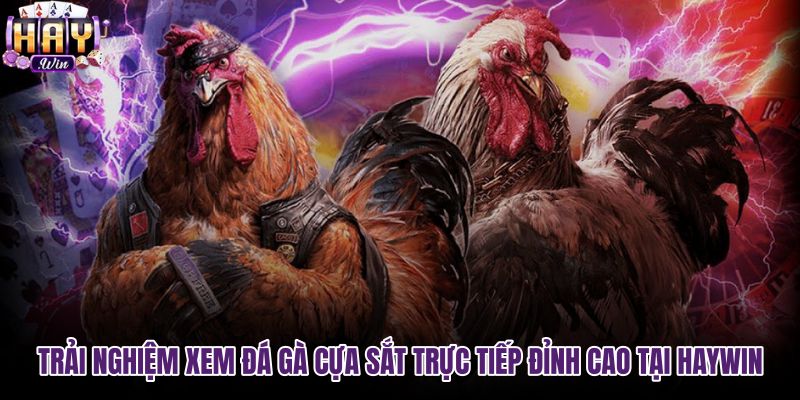 trai-nghiem-xem-da-ga-cua-sat-truc-tiep-dinh-cao-tai-haywin